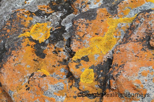 A study in lichen