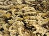 Seaweed in cove