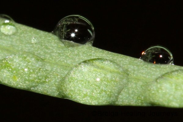 Rain bubbles on leaf