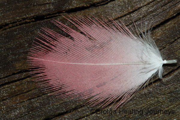 Galah feather