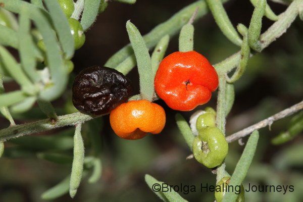 Saltbush fruit at different stages of maturity.  The dark one is edible. Each about 6mm across