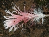 Close-up of Galah feather