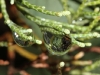 Raindrops on Native Pine leaf