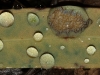 Raindrops on eucalypt leaf