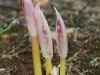 Garland Lily flower buds
