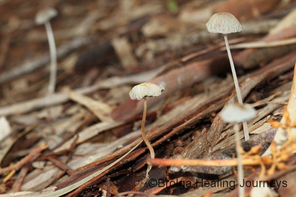 Tiny, delicate fungi emerge