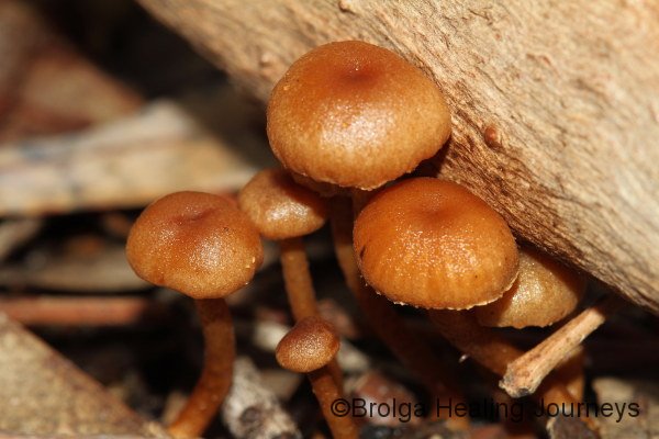 Yet another cluster of tiny fungi