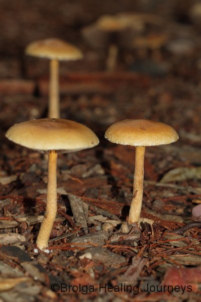 Close-up of forest floor