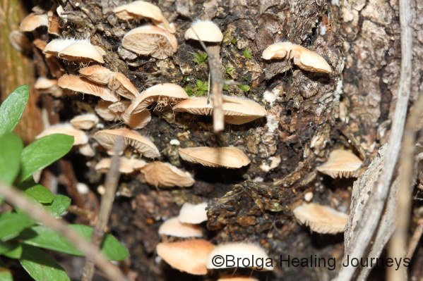 A cluster of tiny fungi low on tree trunk