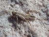 Salt encrusted grasshopper