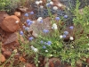 Blue and White Native Cornflowers