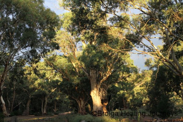 A majestic River Red Gum in late afternoon sunshine
