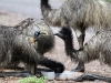 Wait your turn!  Juvenile emus drink from dish at Mt Remarkable Ntl Pk, South Aust