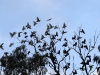 An arriving flock of Little Corellas drive out a flock of Galahs from tree, late afternoon, Mt Remarkable Ntl Pk.