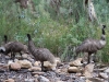 Father emu and juveniles in Mambray Creek, Mt Remarkable Ntl Pk