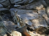 A Yellow Footed Rock Wallaby looks on, late afternoon 2
