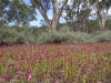 A field of Garland Lilies