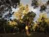 A majestic River Red Gum in late afternoon sunshine