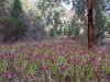 Field of Garland Lilies
