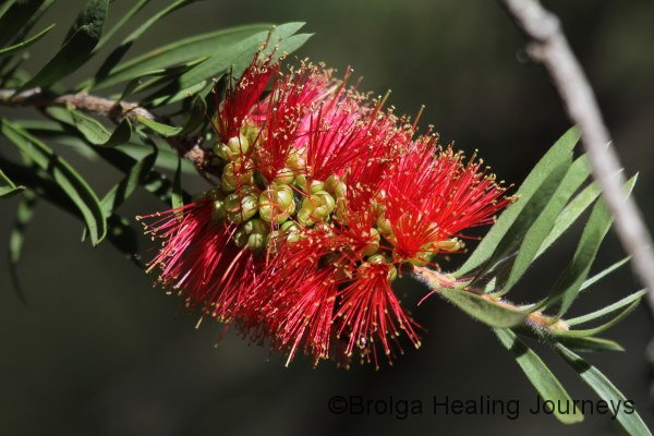 Crimson Bottlebrush.  The walk along Hidden Gorge was lined with these.