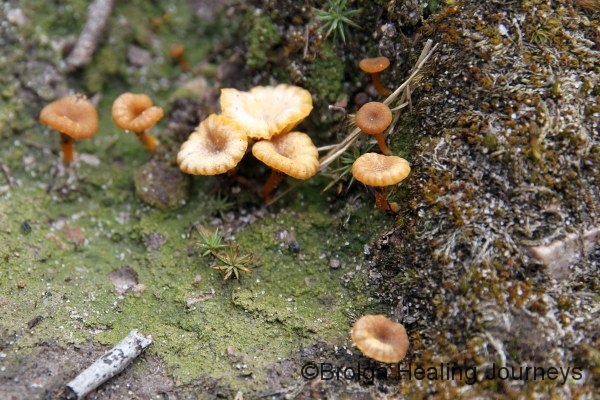 Tiny mushrooms (about 1cm across)