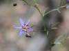 Nodding Blue Lily