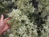 Close-up of the sweetly scented Christmas Bush