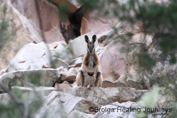 Yellow-Footed Rock Wallaby watches us watching it.