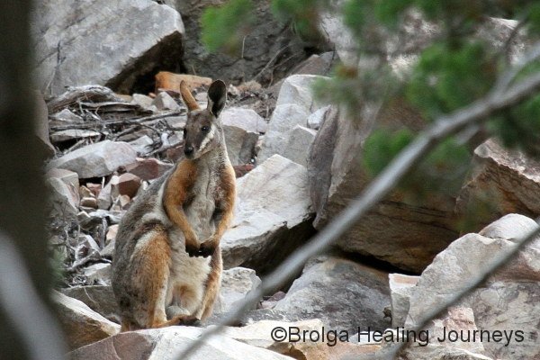 Another Yellow-Footed Rock Wallaby