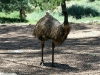 The welcoming committee - an Emu near the campsite.