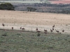 A flock(?) of Emus.  We counted over 70 in the field