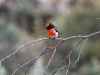 Male Red-Capped Robin.  This little fellow was really annoyed that we were in his territory.