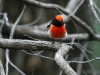 Another shot of the male Red-Capped Robin