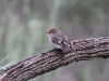 Female Red-Capped Robin