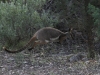 Yellow-Footed Rock Wallaby on the move