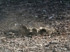 White-Browed Babblers enjoy a dust-bath