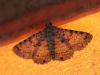 Moth on our camper
