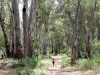 Nirbeeja, dwarfed by the River Red Gums, walks up the Mambray Creek track.