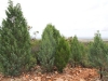 White Cypress Pines