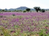 Field of wildflowers beside Binns Track, south east of Alice Springs
