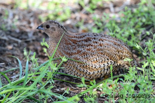 Brown Quail.  Someone forgot to tell him he isn't supposed to be in this area!