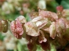 Close-up of Ruby Dock flowers, colour fading slightly from aging flowers.