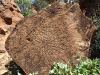 A beautiful example petroglyphs on large boulder, N&#039;Dhala Gorge