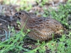 Brown Quail.  Someone forgot to tell him he isn&#039;t supposed to be in this area!