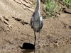Another view of juvenile White-Faced Heron, showing the speckled throat of the young