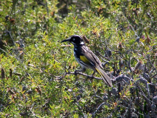 New Holland Honeyeater, Cape le Grand National Park, south western WA