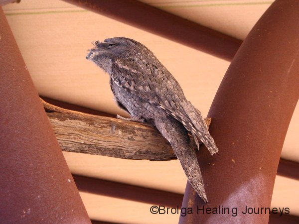 Tawny Frogmouth trying to look like a stick, Alice Springs Desert Park