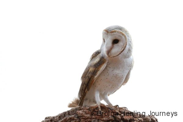 Barn Owl, Alice springs Desert Park