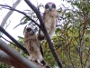 Juvenile Southern Boobook Owls, daytime, Red Banks Conservation Reserve, South Australia