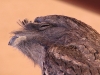 Close-up of the feathers around the face of a Tawny Frogmouth - a wonderful disguise when they are perched in a tree.